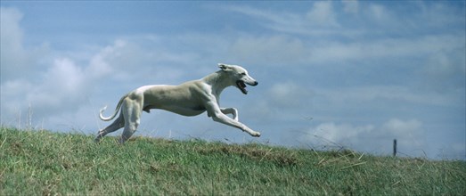 DOMESTIC ANIMALS, Dogs, Running, Bi-coloured Whippet hound running through open countryside.