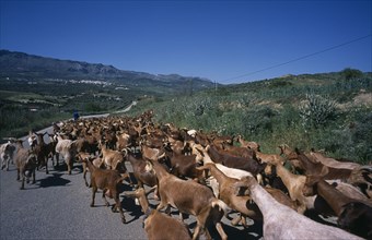 SPAIN, Andalucia, El Torcal, Goats being led down road from foot hills.
