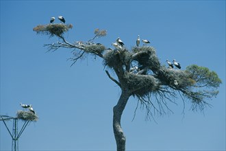 SPAIN, Andalucia, Cadiz, Close up of several pairs of storks nesting high up in a tree.