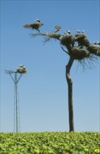 SPAIN, Andalucia, Cadiz, Several pairs of storks nesting high up in a tree.