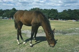 ENGLAND, Hampshire, Lyndhurst, New Forest Pony grazing on short grass.