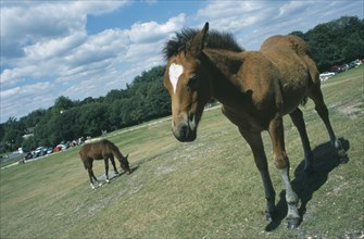 ENGLAND, Hampshire, Lyndhurst, New Forest Ponies on grass.