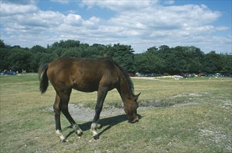 ENGLAND, Hampshire, Lyndhurst, New Forest Pony grazing on grass.