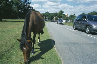 ENGLAND, Hampshire, Lyndhurst, New Forest Pony grazing on grass next to road side with cars