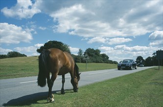 ENGLAND, Hampshire, Lyndhurst, New Forest Pony grazing on grass next to road side with car