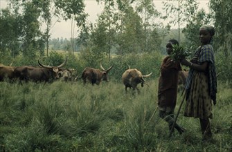 BURUNDI, Tribal People, Hutu children and cattle herd.