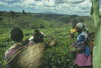 KENYA, Farming, Tea pickers on plantation slopes.