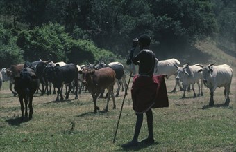 KENYA, Farming, Samburu cattle herder.