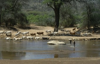 KENYA, Waso Nyiro River, Samburu boys with cattle herd.