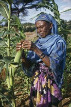 KENYA, North East Province, Merti Area, Woman checking  maize crop.