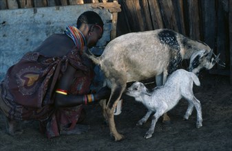 KENYA, Farming, Samburu woman milking goat with kid.