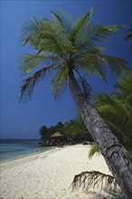 HONDURAS, Bay Islands, Roatan, Sandy beach and palm tree at West Bay with thatched beach hut and