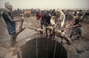 ALGERIA, Water, Tuareg men pulling up water for cattle herd at well in semi desert area.