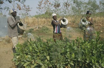 GHANA, Chereponi, Reforestation project.  Watering tree saplings by hand.