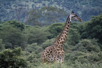 TANZANIA, Lake Manyara N. Park, Adult giraffe standing amongst trees and scrub.