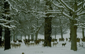 ENGLAND, London, Fallow deer amongst trees in snow in Richmond Park.