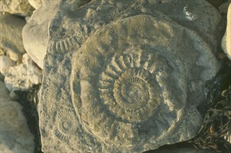 ENGLAND, Dorset, Lyme Regis, Ammonite fossil shells in rock.