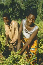 MALAWI, Mulanje, Husband and wife working amongst crops. They trade in Maize using micro credit