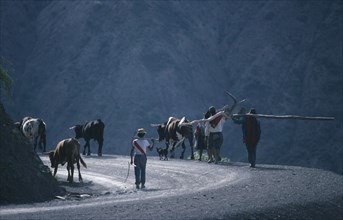 20072677 BOLIVIA Potosi Agriculture Farming family with livestock and plough returning home after days work.