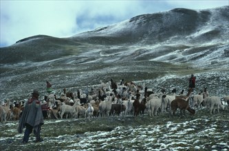 BOLIVIA, Collpa Huata, Shepherds with alpaca herd on mountain pasture with light snow covering.