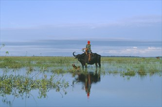 BRAZIL, Para, Marajo Island, Cowboy on water buffalo in wet savanna.