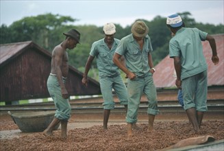BRAZIL, Agriculture, Plantation workers treading cocoa beans spread out to dry.