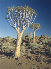 NAMIBIA, Quiver Tree National Park, Korerboom or Quiver trees. Member of the Aloe family and unique