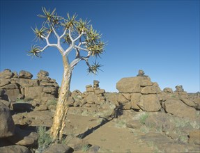 NAMIBIA, Giants Playground,  Rock formations and Quiver trees