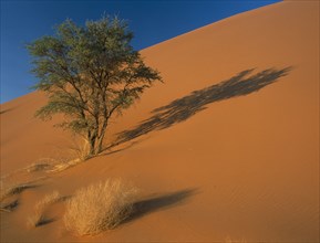 NAMIBIA, Namib Desert, Sossusvlei, A tree growing out of a sand dune creating a shadow on the sand