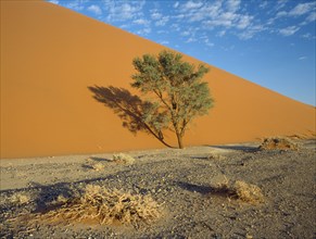 NAMIBIA, Namib Desert, Sossusvlei, A tree growing at the base of a sand dune creating a shadow on