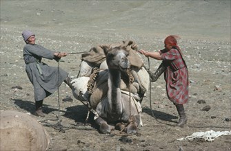 MONGOLIA, People, Couple tying load onto camel in preparation to leave camp.