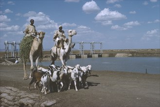 SUDAN, Agriculture, Camel riders with goat herd passing the Rahad Dam.