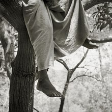 INDIA, Tamil Nadu, Near Vellamadam, A young male Indian orphan sits in a tree in a cobra-infested