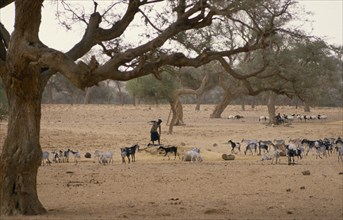 MALI, Bandiagara Escarpment, Ireli Village, Dogon woman at well with goat herd on scarce grazing