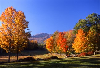 USA, New Hampshire, Jaffrey, "Golden, autumnal trees in a park with Mount Monadanock in the