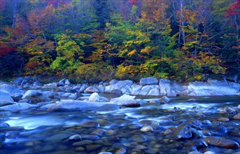 USA, New Hampshire, White Mountains, "Morning on the Pemigewasset River, golden, autumnal trees."