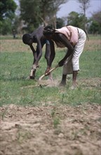 BURKINA FASO, Kiembara, Man and woman hand tilling soil in field.