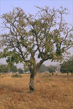 BURKINA FASO, Sapone, Shea nut tree in savannah grassland.