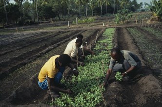 MOZAMBIQUE, Salela Swamp, UNFAO agricultural project to replant swamp.  Thinning out cabbage