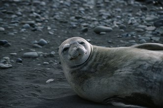 ANTARCTICA, Peninsula Region, A Weddell seal lying on it’s back on the rocks.