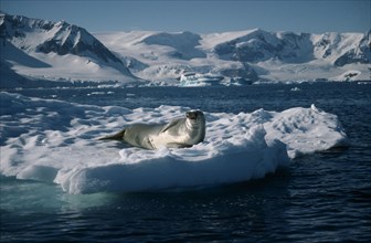 ANTARCTICA, Cuverville Island, A crabeater seal lying on the ice.