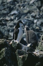 ANTARCTICA, South Shetland Islands, Half Moon Islands. An adult chinstrap penguin feeding its chick