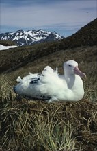 ANTARCTICA, South Georgia, Albatross Island, An albatross sat on the grass with snow peaked hills