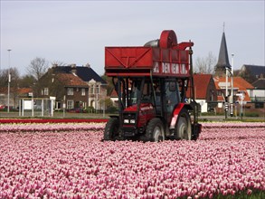 HOLLAND, North Holland, Egmond aan de Hoef, Machine removing Tulip heads