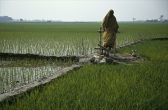 BANGLADESH, Agriculture, Peddle powered irrigation.  Woman using a treadle pump.