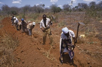 KENYA, Agriculture, Line of men and women digging irrigation channel.