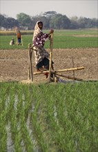 BANGLADESH, Bogra, Woman operating treadle pump irrigating rice fields.