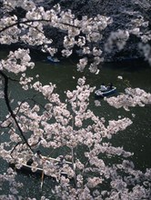 JAPAN, Honshu, Tokyo, Chidorigafuchi Park. Boaters on lake beneath cherry blossom at Tayasu-mon
