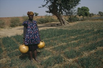 MALI, Markala, Woman watering rice seedlings beside the River Niger.