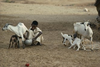 SUDAN, Farming, Boy from the Beni Amar tribe milking nanny goat while kid tries to suckle.